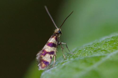 Micropterix rothenbachii