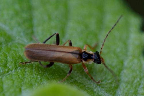 Cantharis decipiens