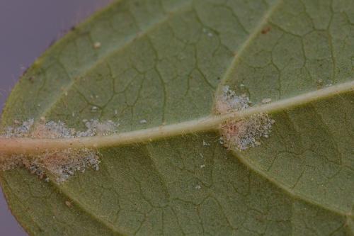 Tydeus sp.