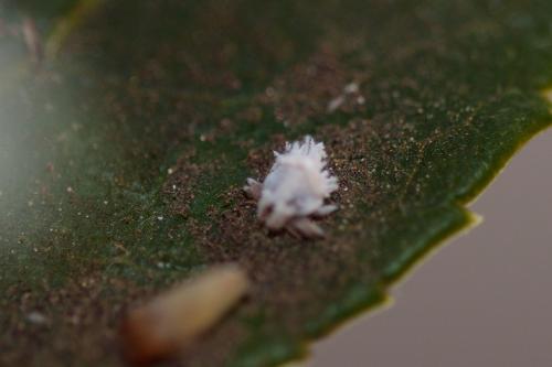Euphyllura phillyreae