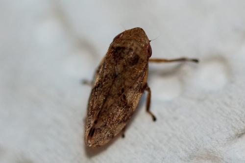Philaenus spumarius