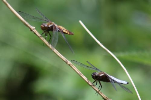 Libellula depressa