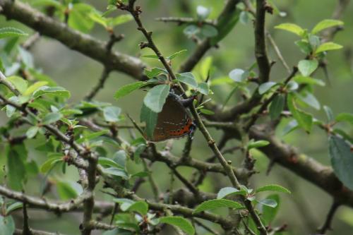 Réf. 205 937 : Satyrium pruni
