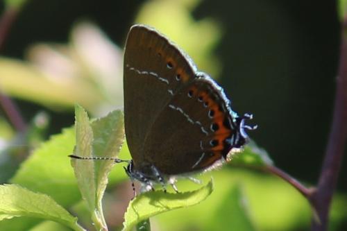 Réf. 205 936 : Satyrium pruni