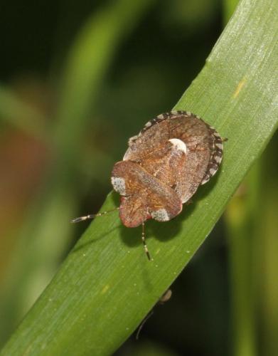 Dyroderes umbraculatus