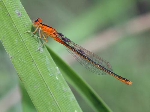 Réf. 205 612 : Ischnura pumilio