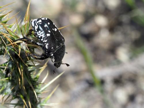Aethiessa mesopotamica mesopotamica