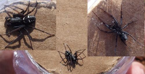 Nurscia albomaculata