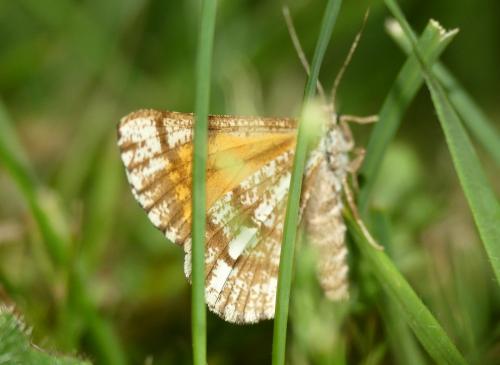 Bupalus piniaria