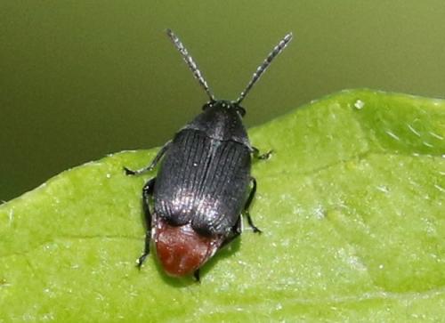 Bruchidius siliquastri