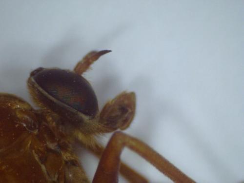 Coenomyia ferruginea