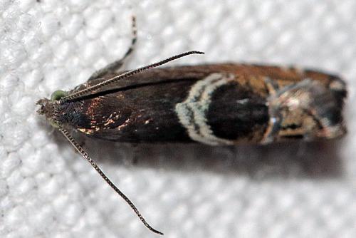 Grapholita jungiella