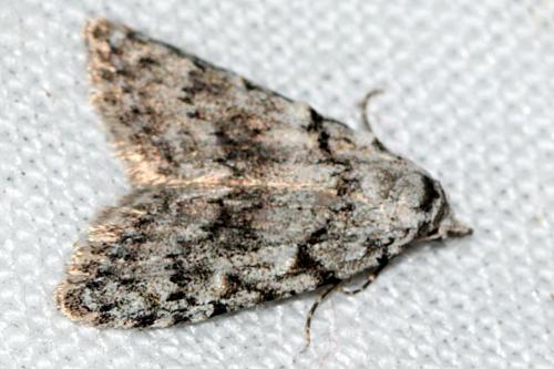 Réf. 205 555 : Nola cicatricalis
