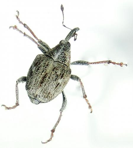 Datonychus angulosus
