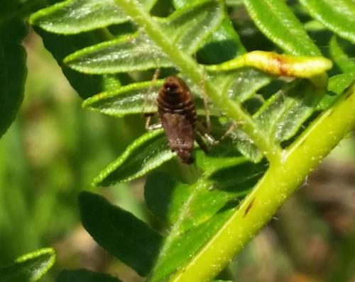 Himacerus sp.