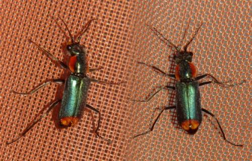 Réf. 205 778 : Clanoptilus marginellus