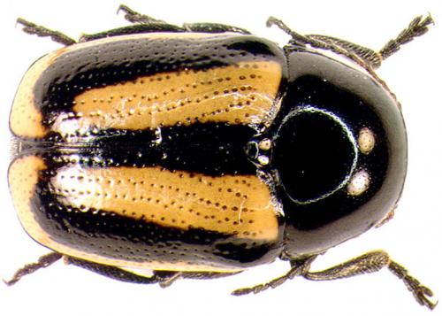 Cryptocephalus vittatus