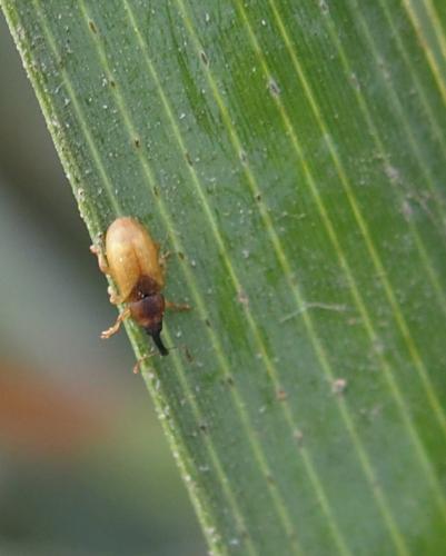 Derelomus sp.