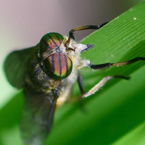 Réf. 205 990 : Hybomitra sp.