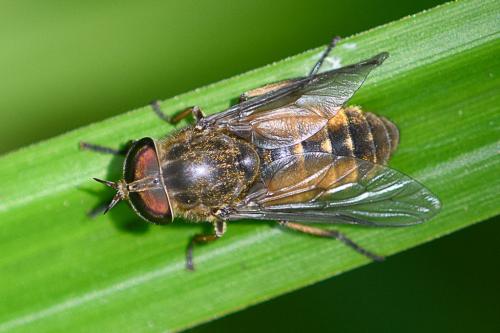 Réf. 205 989 : Hybomitra sp.