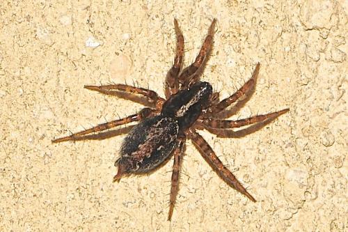 Textrix sp.