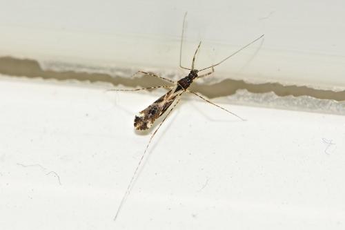 Réf. 205 369 : Empicoris sp.