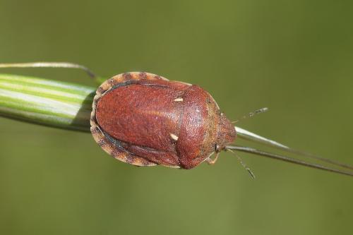Réf. 205 291 : Eurygaster maura