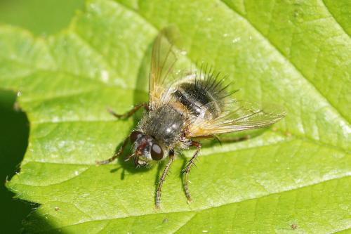 Tachina ursina