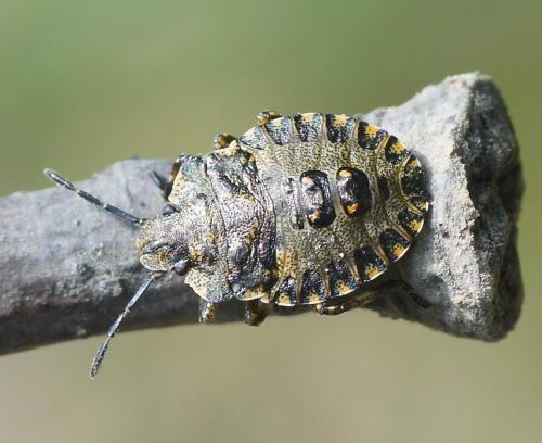 Réf. 205 261 : Pentatoma rufipes