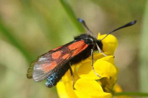 Zygaena loti