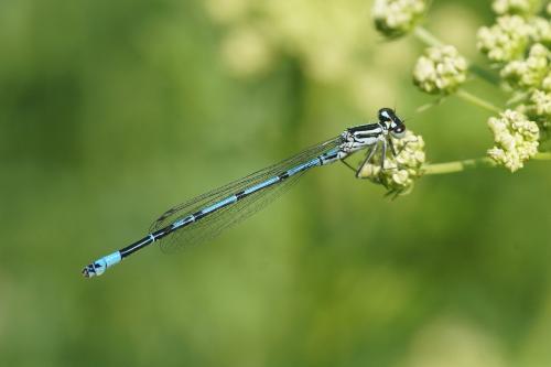 Coenagrion puella