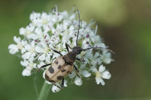 Réf. 205 992 : Pachytodes cerambyciformis