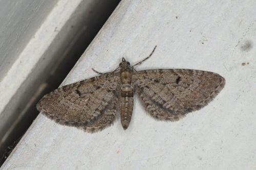 Réf. 205 840 : Eupithecia intricata