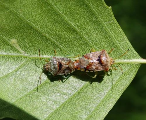 Elasmucha grisea grisea