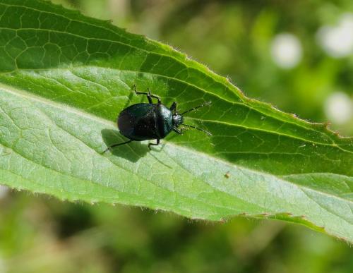 Zicrona caerulea