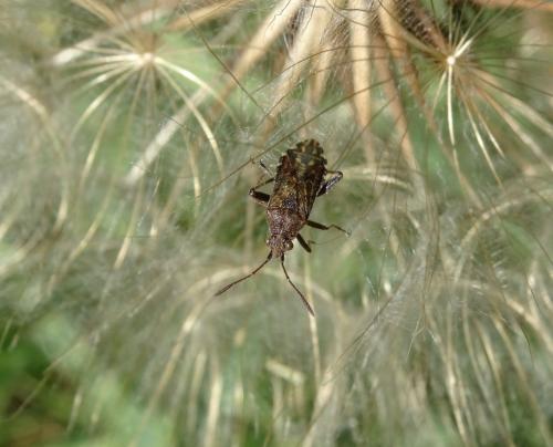 Réf. 205 462 : Stictopleurus punctatonervosus