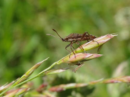 Réf. 205 463 : Stictopleurus punctatonervosus