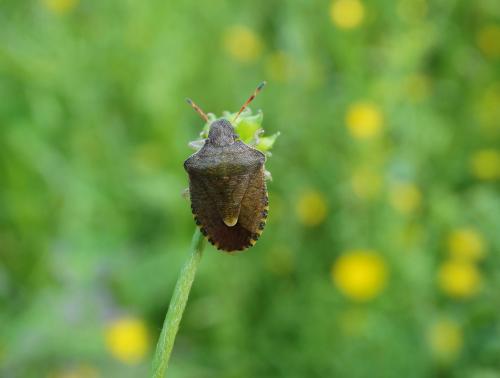 Peribalus strictus vernalis