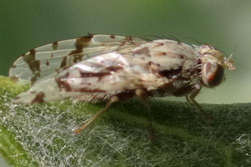 Réf. 205 058 : Tephritis postica