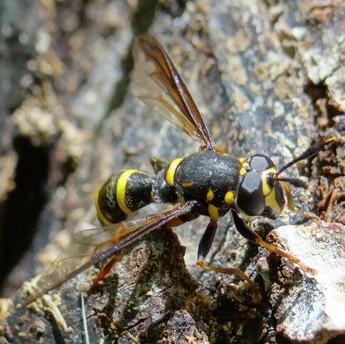 Réf. 205 226 : Sphiximorpha subsessilis