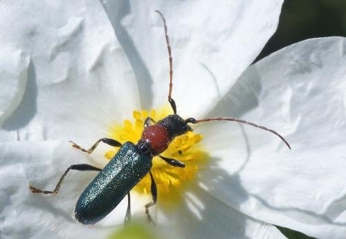 Réf. 205 182 : Certallum ebulinum
