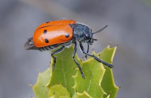 Réf. 205 639 : Lachnaia sp.