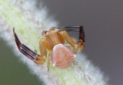 Réf. 205 297 : Thomisus onustus
