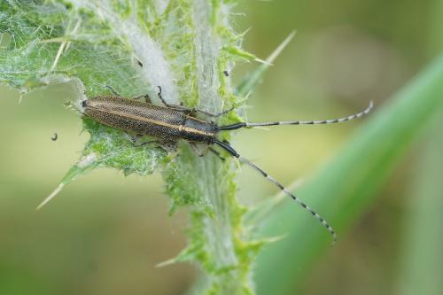 Agapanthia suturalis