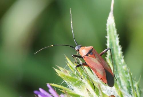 Réf. 205 123 : Calocoris nemoralis