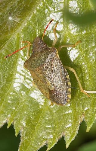 Réf. 205 646 : Peribalus strictus strictus
