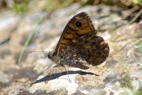 Lasiommata megera
