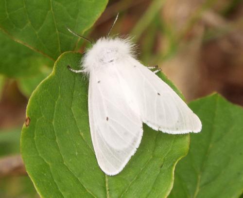 Diaphora mendica