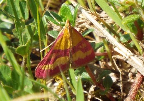 Réf. 205 390 : Pyrausta virginalis