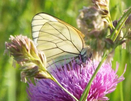 Aporia crataegi